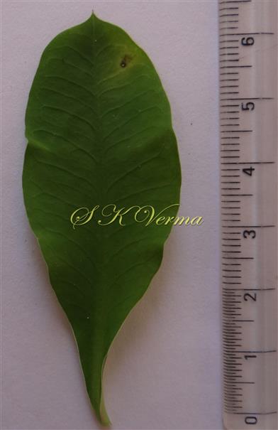  Leaf (Adaxial view)